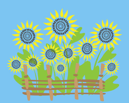 vector illustration of stylized sunflower flowers behind a wattle fence on a blue backgroundのイラスト素材