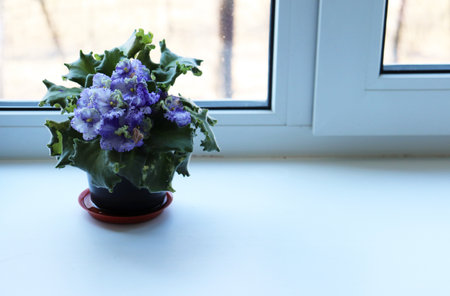 Photo blooming blue violet Saintpaulia in a pot on the windowsill