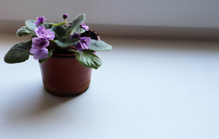 Photo blooming violet Saintpaulia in a pot on the windowsill