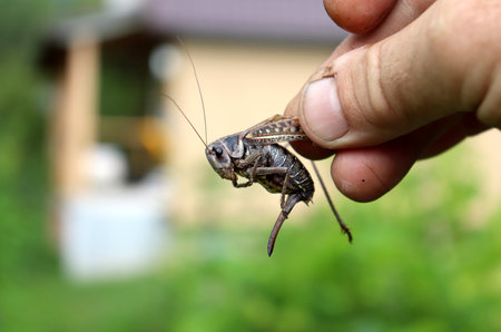 A man holds a captured locust missing one leg in the garden. Male hand, fingers close up -...