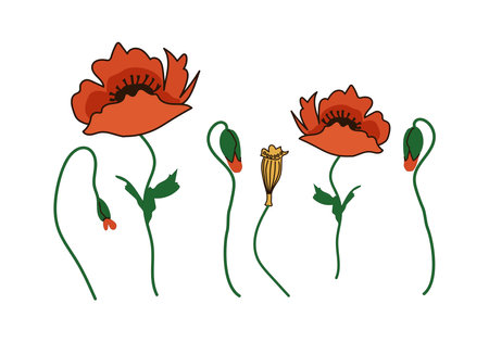 Red poppy flower with buds and seed pods - vector illustration, design element for packaging, web, cards, textile, decorationのイラスト素材