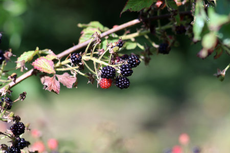 Ripe and unripe blackberries on a bush branch in the garden. Horizontal photo, close-upの写真素材