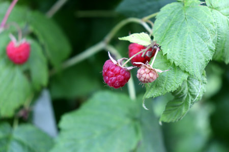 Branch with ripe and unripe red raspberries on a bush on a summer cloudy day. Horizontal photo,...
