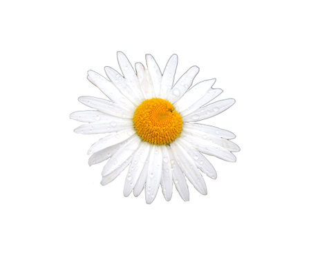 Garden white chamomile flower Daisy with drops on the petals - color photo on white background, isolate for designの写真素材