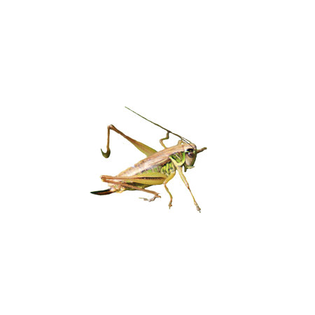 Green sitting grasshopper, insect - color macro photo, isolate for designの写真素材