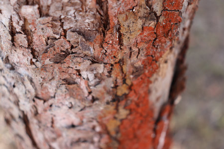 A fragment of bark on the stump of a cut red tree - horizontal color macro photo, natural backgroundの写真素材