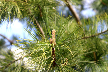 Blossoming cedar coniferous branch with candle, pine cone in garden on sunny day - horizontal color...