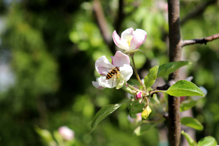 Hoverfly Syrphus ribesii on a white-pink apple blossom on a sunny spring day. Insects, pollination...