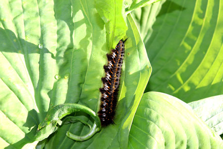 A caterpillar of the grass tent moth lies on its side on a hosta leaf with raindrops on a sunny summer day - horizontal photo, close-upの写真素材