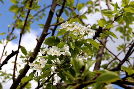 Flowering branches of pear tree with white flowers against blue sky in garden on sunny day -...