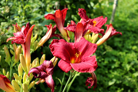 Red lily inflorescences, daylily bush in sunlight on a summer day - horizontal color photo, close-upの写真素材