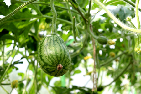 Ripening striped oblong watermelon fruit on a branch in a greenhouse against the background of other small fruits - horizontal color photoの写真素材