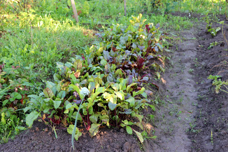 Growing beets in a bed in partial shade on a summer day in the garden, tops - horizontal color photo