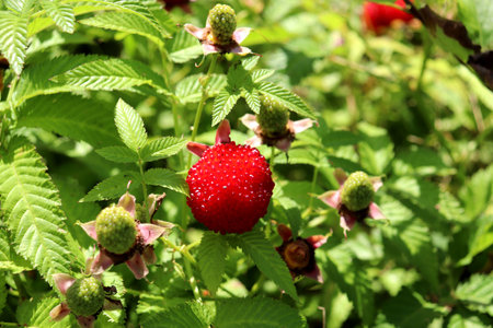 Ripe Tibetan raspberry with unripe berries on a bush in the garden on a sunny summer day. Growing...