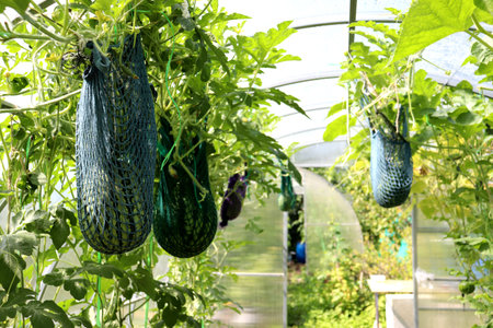 Watermelons in support nets ripen in a greenhouse in sunlight on a vertical melon bed with an open door and another greenhouse in the background. Growing fruits on a farm - horizontal color photoの写真素材