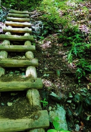 image of forest
