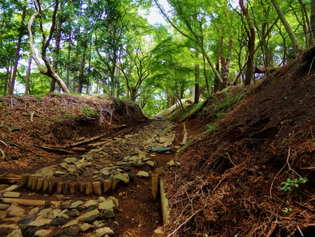 road in forest