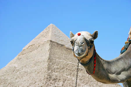 Camels taking a commemorative photo against the backdrop of a pyramid