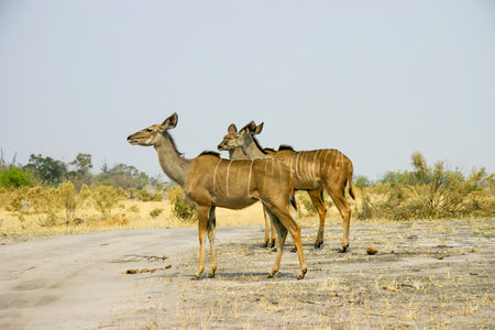 Female Greater Kudus in the Central Kalahari Game Reserveの写真素材