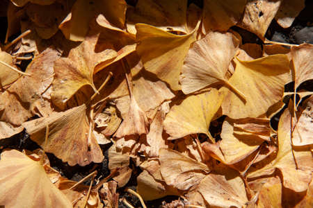 Fan-shaped Yellow Fallen Leaves in Autumnの写真素材