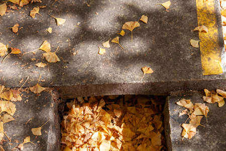 Yellow fallen leaves piled up in the street gutter