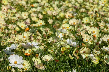 Cosmos flower garden on a fine autumn dayの写真素材