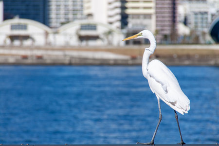 Back Shot of Great Egret Bird at Tokyo Bay