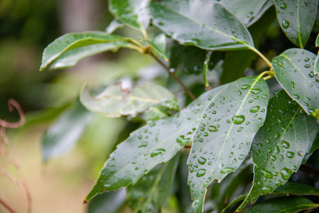 Green Leaves With Water Dropsの写真素材
