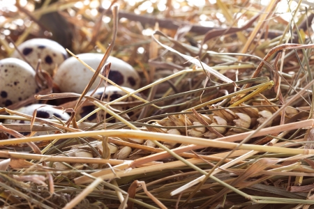 quail eggs in a nest of hay close-upの写真素材