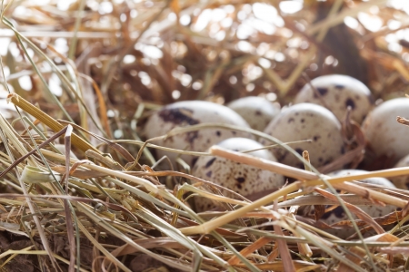 quail eggs in a nest of hay close-upの写真素材