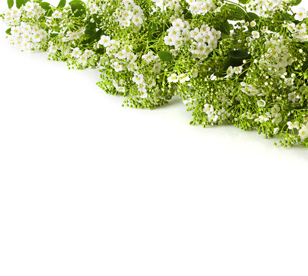 branch with flowersの写真素材