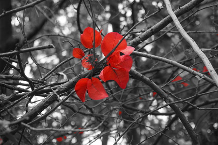 red flowerの写真素材