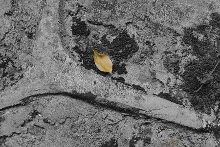 Yellow leavesの写真素材