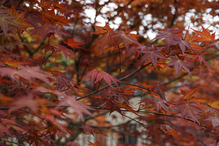 Red leavesの写真素材