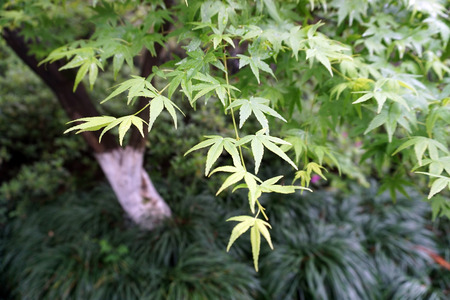 Green leavesの写真素材