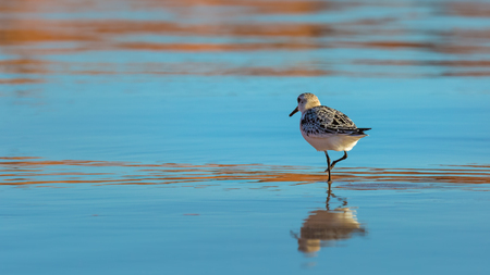 Sanderling reflecting in water at South Dune on Havre-aux-Maisons in Magdalen Islands, Quebecの写真素材