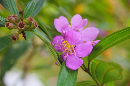 pink flowerの写真素材