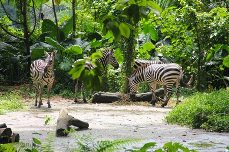 lounging zebrasのeditorial素材