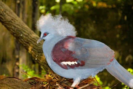 red eyed pale blue birdのeditorial素材