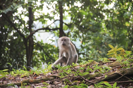 monkey の写真素材