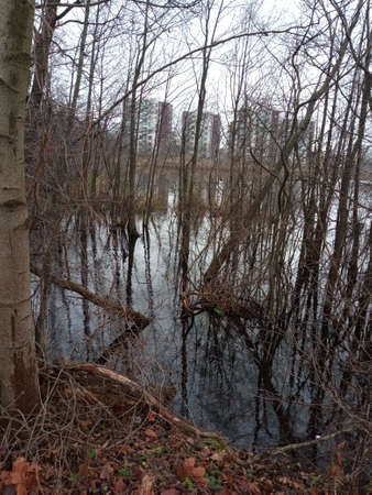 A view of a flooded forest in the fall during the day.