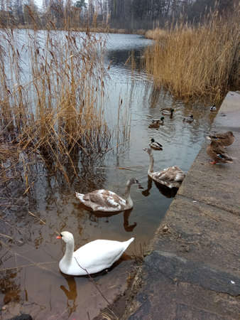 White swans and ducks swim in the pond in the winter.の写真素材