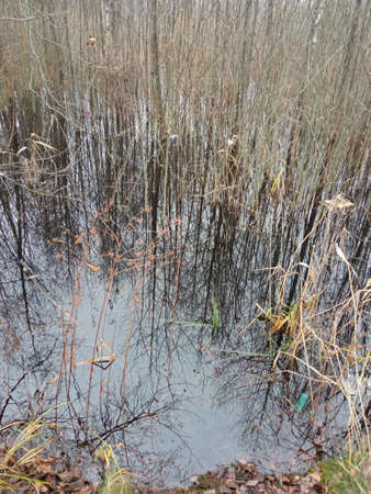 The surface of the pond is covered with dry grass and reeds.