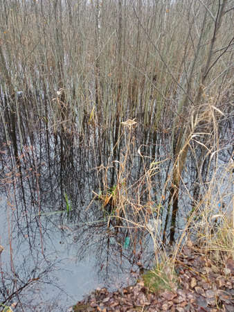 Autumn landscape with dry grass in the water of a lake.