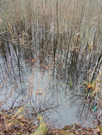 Flooded forest after a flood in the autumn season. View from above.