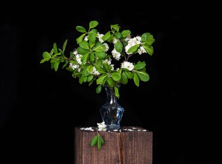 twigs of a blossoming apple tree in a blue glass vase on a black backgroundの写真素材