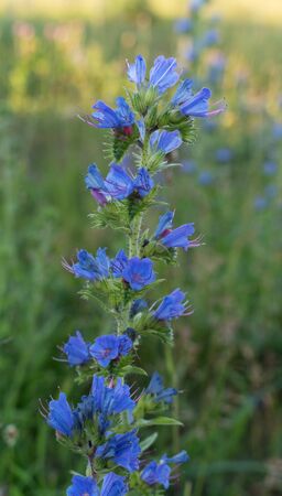 Wild blue flowers in a summer meadowの写真素材