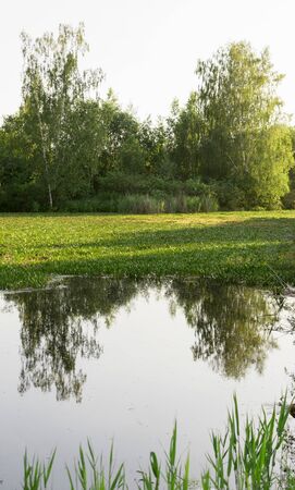 flying landscape. Trees reflected in the water of a forest lakeの写真素材