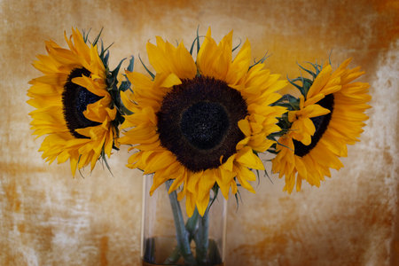 Sunflower flowers close up on yellow velvet background.の写真素材