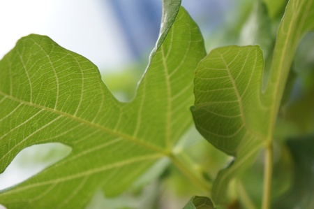 Fig leaves